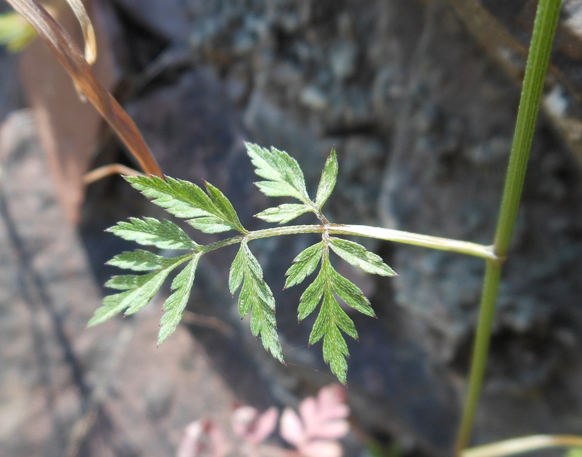 Torilis africana  (=Torilis arvensis subsp. purpurea) / Lappolina purpurea